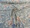 1 Yard Stonington Seaspray Vintage Floral Cotton Linen Upholstery Fabric 54 Inches Wide